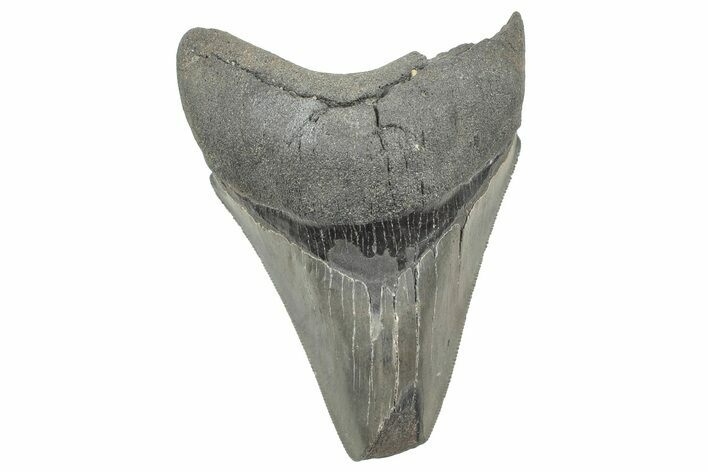 Serrated, Fossil Megalodon Tooth - Feeding Damaged Tip #325716